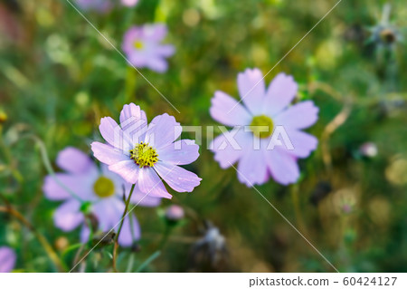 Colorful cosmos bathing in the morning sun Colorful cosmos bathing in the morning sun 60424127