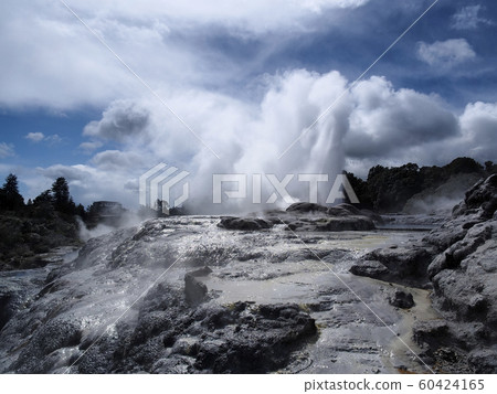 Pohutu Geyser, Te Puia, Rotorua Pohutu Geyser, Te Puia, Rotorua 60424165