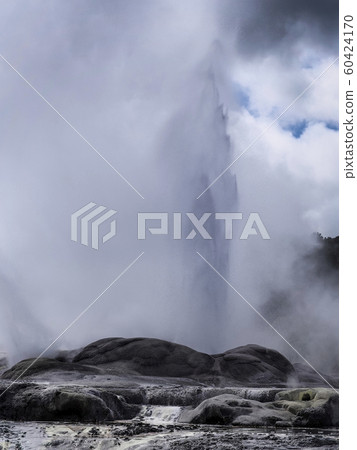 New Zealand Rotorua Te Puia Pohutu Geyser Geyser New Zealand Rotorua Te Puia Pohutu Geyser Geyser 60424170