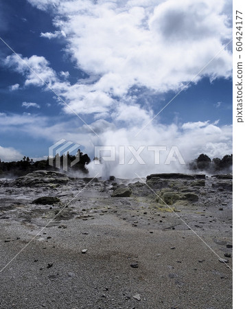 Pohutu Geyser, Te Puia, Rotorua 60424177
