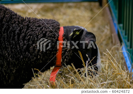 Black fluffy sheep eating hay at agricultural animal exhibition - close up Black fluffy sheep eating hay at agricultural animal exhibition - close up 60424872