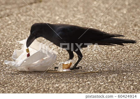 Crow fishing trash 60424914