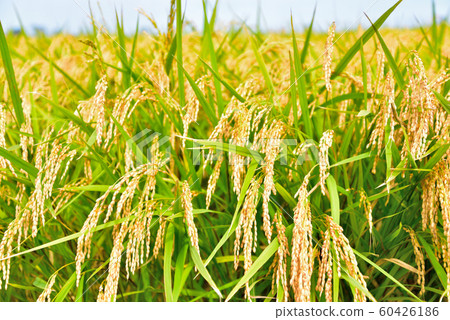 Fruited rice panicle Fruited rice panicle 60426186