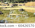 Pond landscape 60426570