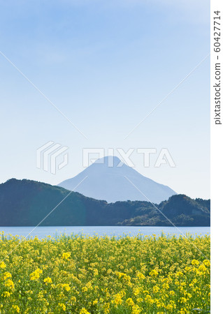 池田湖周圍的油菜花 60427714