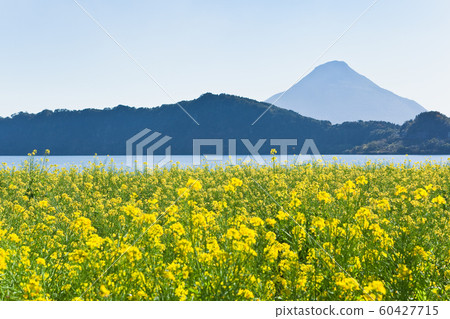 Rape blossoms around Lake Ikeda 60427715