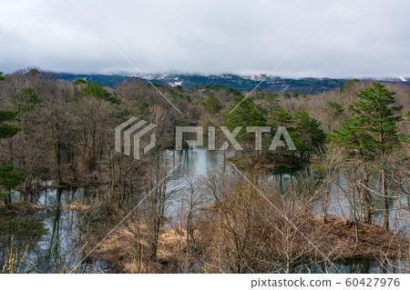 春天的中瀨沼澤 60427976