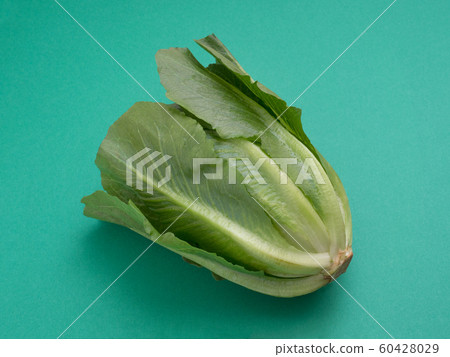 Romaine lettuce Romaine lettuce 60428029