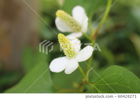 White flowers of Dokudami 60428271