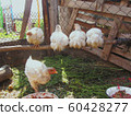 Chicken on the farm 60428277