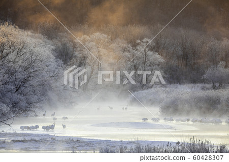 From the Otowa Bridge in the severe winter, the Japanese crane roost 60428307