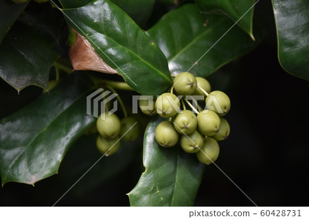 Fruit before holly redness Fruit before holly redness 60428731