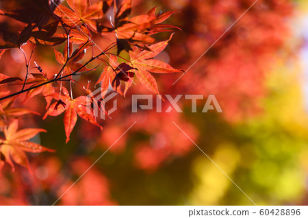 I look up at the autumn leaves I look up at the autumn leaves 60428896