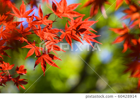 I look up at the autumn leaves 60428914