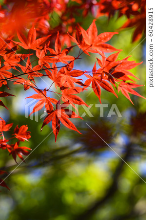 I look up at the autumn leaves 60428915