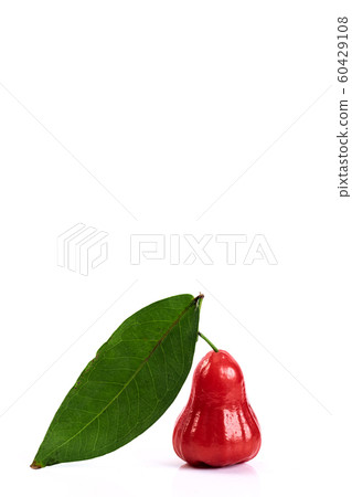 rose apple or chomphu on white background rose apple or chomphu on white background 60429108