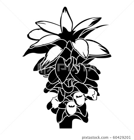 薑黃花 60429201