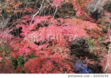 秋天的樹葉 60429249