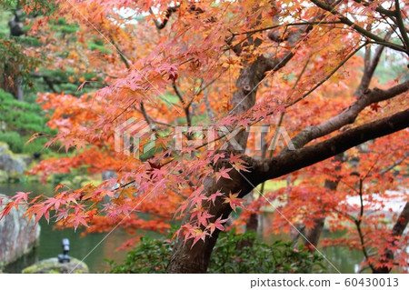 Autumn leaves 60430013