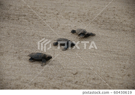 Newborn turtles, Kolthare, Near Dapoli, Konkan, Maharashtra, India Newborn turtles, Kolthare, Near Dapoli, Konkan, Maharashtra, India 60430619