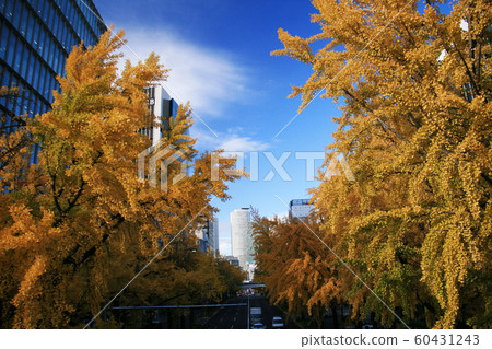 Autumn in Nagoya city Ginkgo row of trees and blue sky Autumn in Nagoya city Ginkgo row of trees and blue sky 60431243