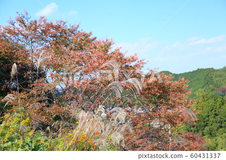 Susuki Hanabo Susuki Hanabo 60431337