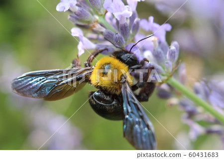 Carpenter bee sucking lavender nectar Carpenter bee sucking lavender nectar 60431683