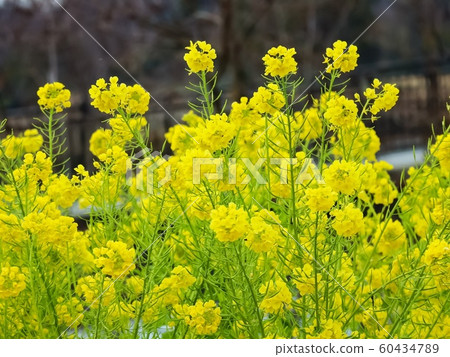 盛開的油菜花〉 60434789