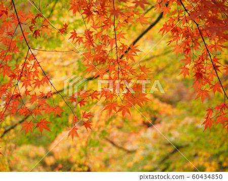 Autumn leaves Autumn leaves 60434850