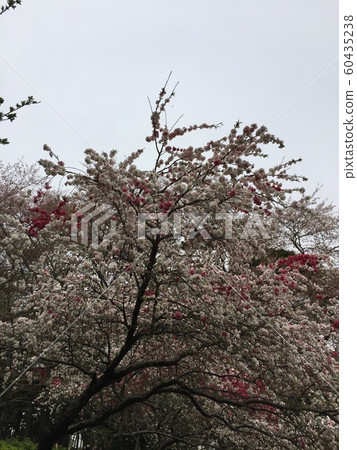 cherry blossom, cherry tree, spring 60435238