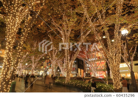 表參道冬季照明(東京都港區12月) 表參道冬季照明(東京都港區12月) 60435296
