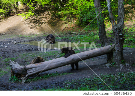 Wild bear bathes in a puddle, takes a bath. Two bears stand near a log and eat. Wild bear bathes in a puddle, takes a bath. Two bears stand near a log and eat. 60436420