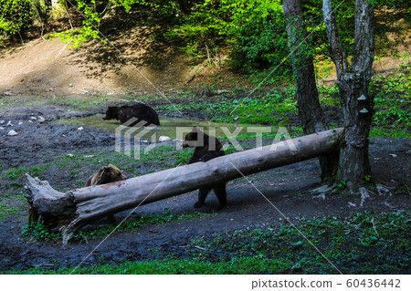 Wild bear bathes in a puddle, takes a bath. Two bears stand near a log and eat. Wild bear bathes in a puddle, takes a bath. Two bears stand near a log and eat. 60436442