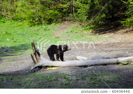 A wild bear stands on a log in a small clearing in the forest on a sunny clear day. Wildlife background. A wild bear stands on a log in a small clearing in the forest on a sunny clear day. Wildlife background. 60436448