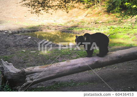 A wild bear stands on a log in a small clearing in the forest on a sunny clear day. Wildlife Background, Selective Focus 60436453