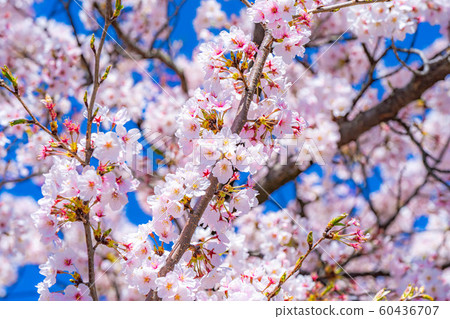 Cherry blossoms at Matsumoto Castle [Nagano Prefecture] 60436707