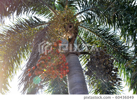 Betel nut palm, Low angle view with lens flare 60436849