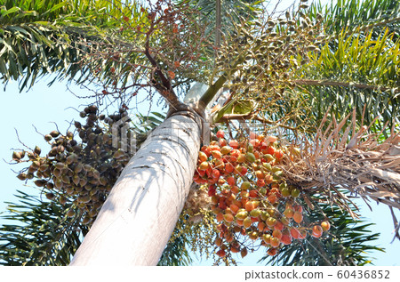 Betel nut palm, Low angle view Betel nut palm, Low angle view 60436852