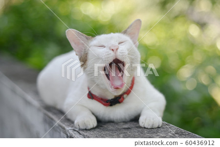 Yawning cat on balcony concrete with bokeh 60436912