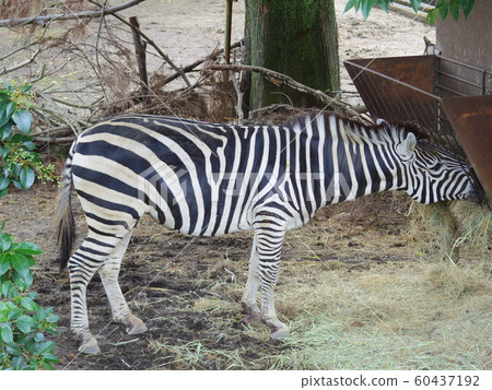 吃草的斑馬2 熊本縣熊本市 照片素材 圖片 圖庫