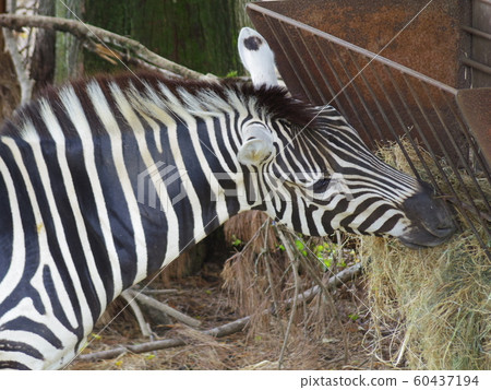 斑馬吃草4 熊本縣熊本市 照片素材 圖片 圖庫