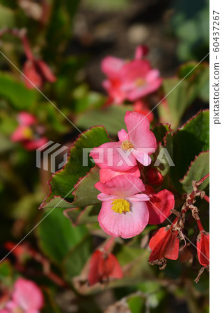 Wax begonia Trophee Rouge Wax begonia Trophee Rouge 60437267