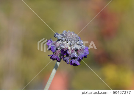 Asiatic primrose Noverna Deep Blue Asiatic primrose Noverna Deep Blue 60437277