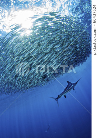 Striped marlin and sea lion hunting in sardine Striped marlin and sea lion hunting in sardine 60437524