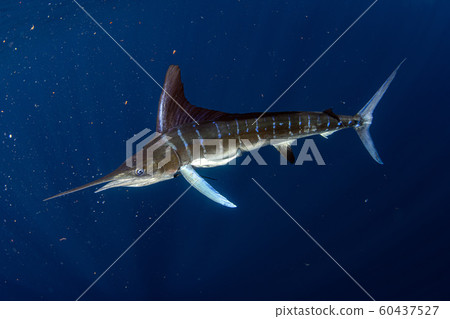 Striped marlin and sea lion hunting in sardine Striped marlin and sea lion hunting in sardine 60437527