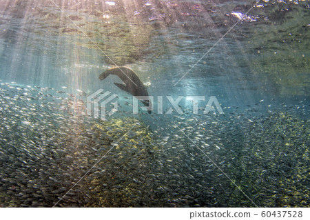 sea lion seal underwater while dhunting sardines sea lion seal underwater while dhunting sardines 60437528