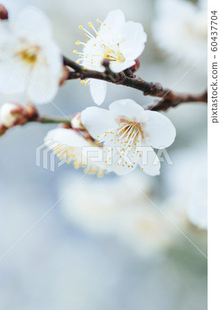 梅花特寫 梅花特寫 60437704