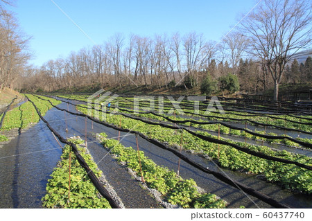 Azumino Wasabi field in early winter 60437740