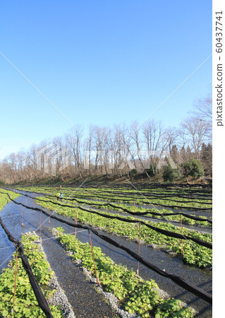 Azumino Wasabi field in early winter 60437741