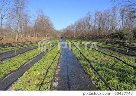 Azumino Wasabi field in early winter 60437743